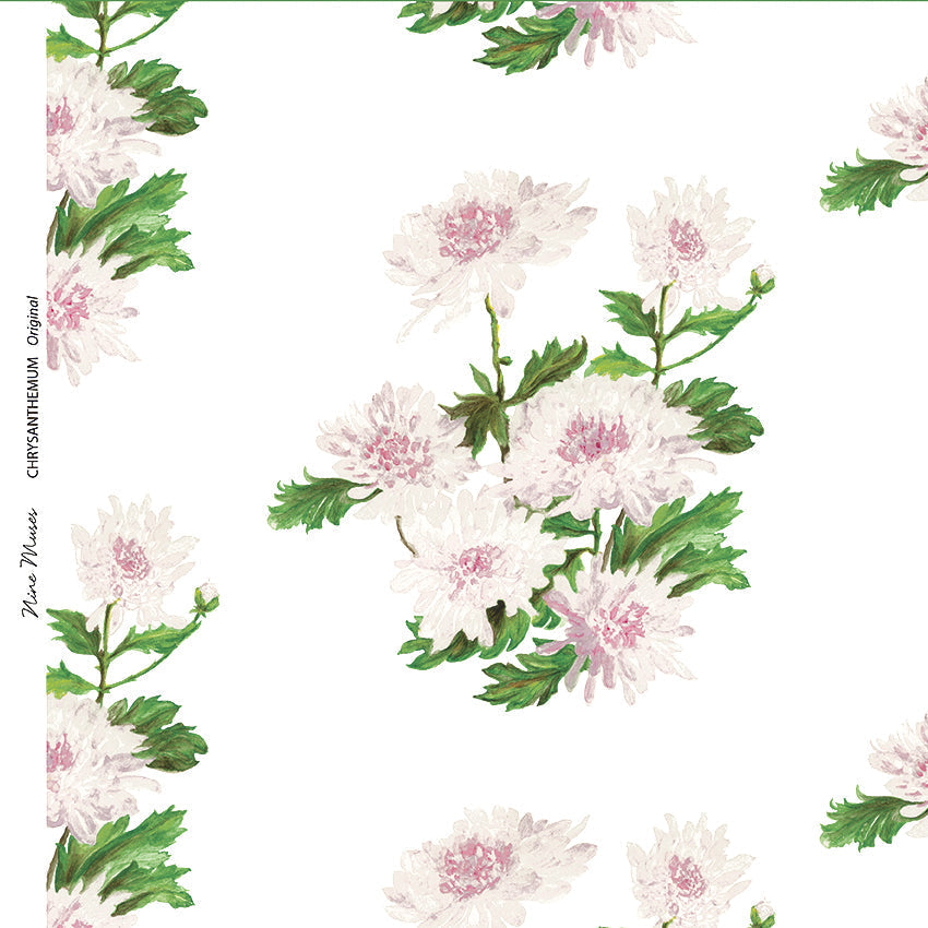Chrysanthemum SP