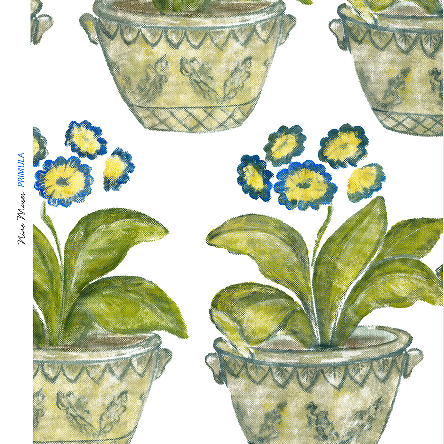 Primula