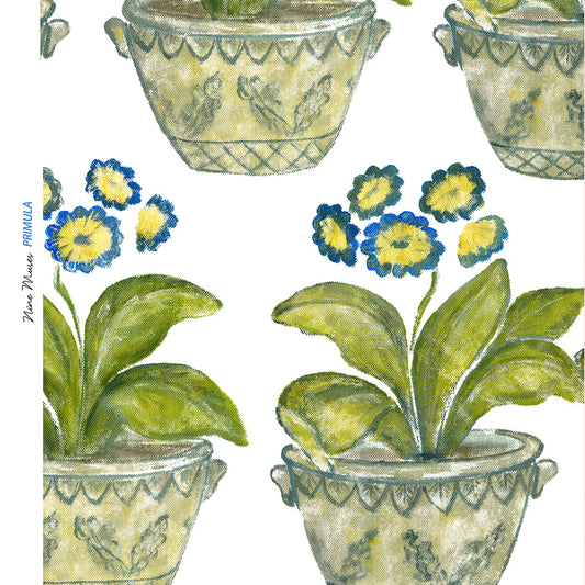 Primula