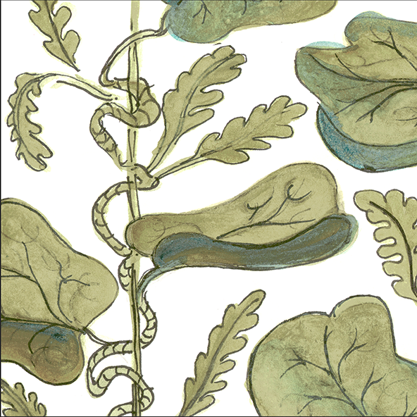 Vine SP