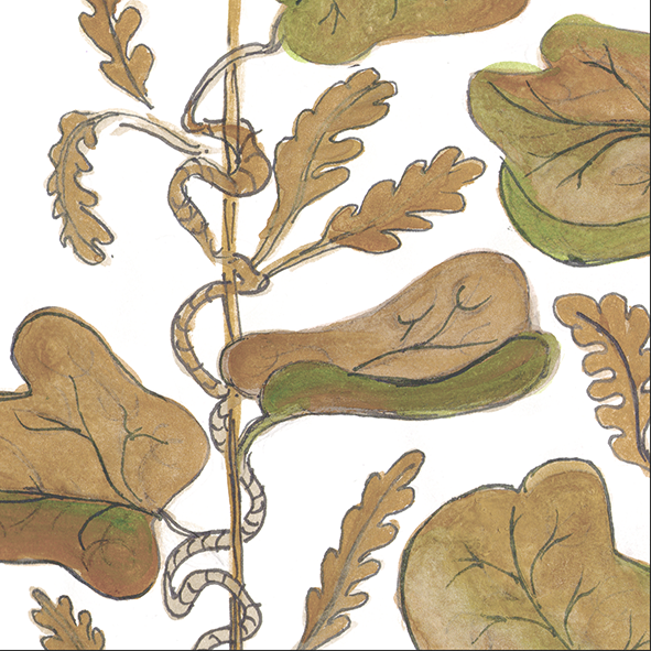 Vine SP